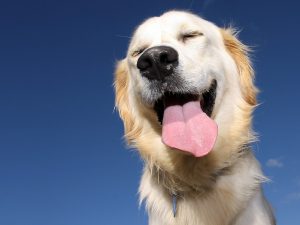 smiling dog