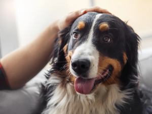Can Pets Contract Coronavirus
