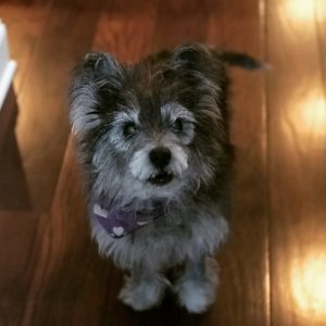 Scout -- cancer hero