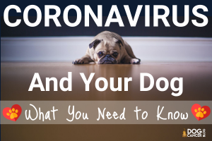 coronavirus-dog