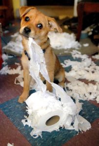 dog chewing toilet paper rolljpg