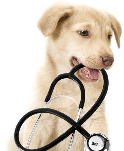 puppy looks,  set
