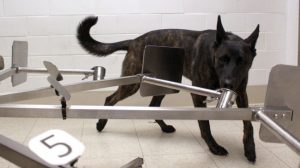 Dogs are being trained to sniff out COVID-19 in humans