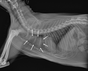 A radiograph (x-ray) showed a thymoma in the cranial mediastinum of cat (white arrows). Image Credit: Korean J Vet Res.