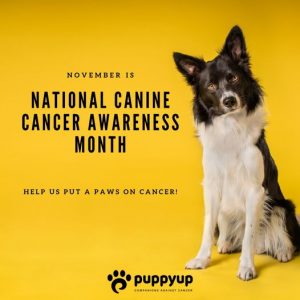 November is Canine Cancer awareness Month