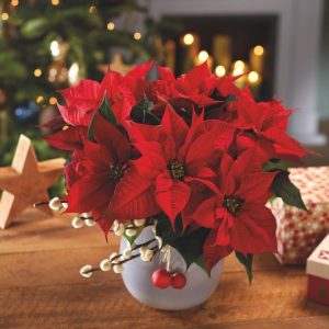 christmas-poinsettia-plant-1542477889