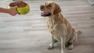 How to switch dog food