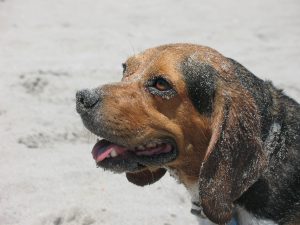 October Pup of the Month – Young Saari-Labarraque