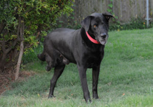 Buddy Standing