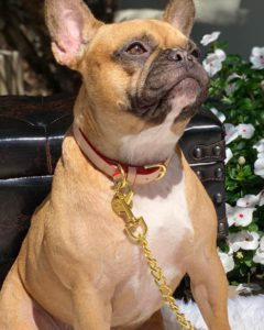 Tan Leather Collar