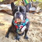 Aloha Reversible Dog Harness