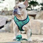 Camo Reversible Dog Harness