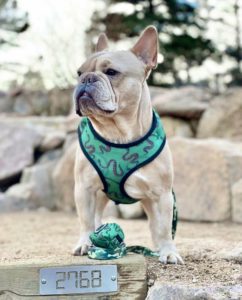 Camo Reversible Dog Harness