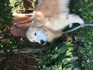 Fuzzybutts and Friends Golden Retriever Lifetime Study