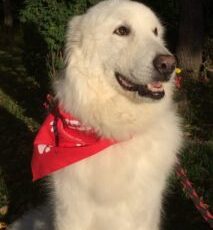 PuppyUp Newsletter Special Edition — — December 27