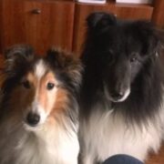 Abby and Tuxedo Terwilliger