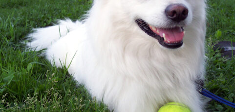 Experimental Canine Tumor Vaccine Tested