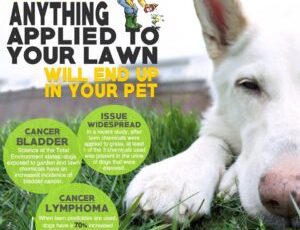 Stop And Think — Anything Applied To Your Lawn Will End Up In Your Pet