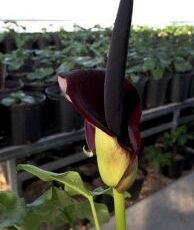 Area lawmakers visit Genzada Pharmaceuticals