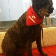 Blue, PuppyUp Madison 2016 2016 Canine Cancer Hero
