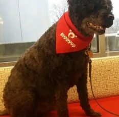 Blue, PuppyUp Madison 2016 2016 Canine Cancer Hero