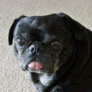 Buster Hamberger