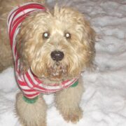 Brinkley
