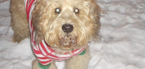 Brinkley
