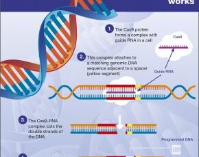 Scientists use DNA-editing tool CRISPR to catalogue cancer’s weaknesses