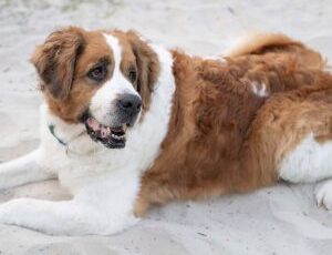 Charleigh Kovak ― Canine Cancer Hero