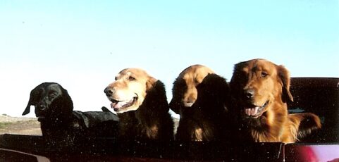 Chase, Mandy, Murphy and our survivor Cooper