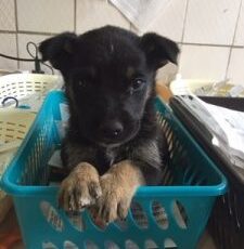 Searching for infectious canine cancer in the shadow of Chernobyl