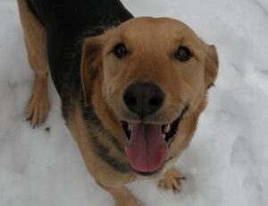 Cooper
