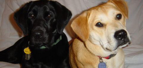 Zoe and Saffron