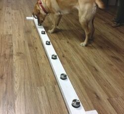 Dogs recruited to detect cancer in humans