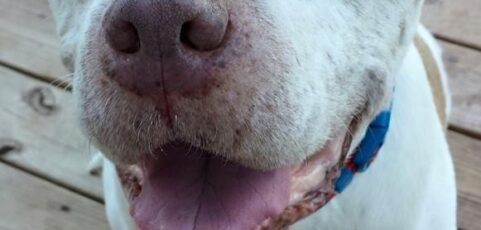 Meet Dexter ― Our Canine Cancer Hero for the PuppyUp & Putt It In Golf Tournament