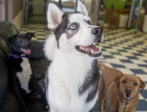 Pet care adapts during pandemic