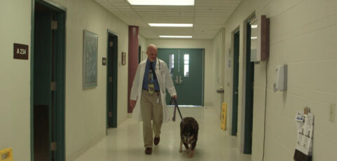 Shedding Light On Human Cancer By Studying Canine Cancer