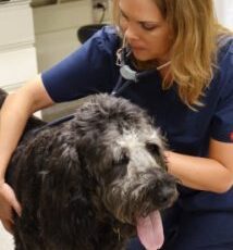 Veterinarians use nanoparticles to deliver cancer treatment in dogs, cats