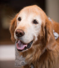 Awareness builds for what we can learn by studying animal cancers