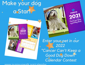 Make YOUR Dog a Star