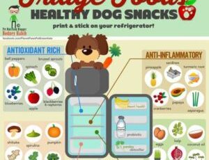 Diet and Cancer in Dogs – The Work of Rodney Habib