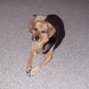Ginger McCoy