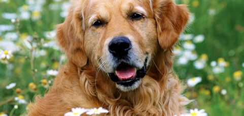 Large-Scale Cancer Study of Golden Retrievers Holds Hope For All Dogs