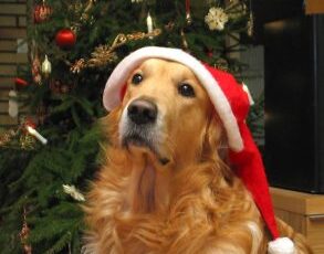 Foods you should never feed your dog