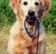 National Animal Poison Prevention Week