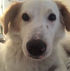 Should Your Dog Be Eating Home-Delivered, Human-Grade Dog Food?