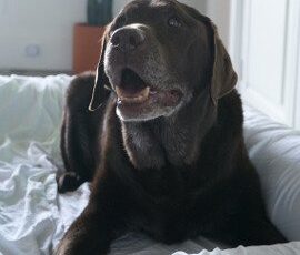 The Pet Expert: How Pets May Revolutionize the Fight Against Human Cancers