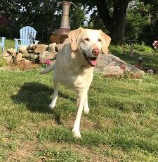 Trials Help Dogs, Humans