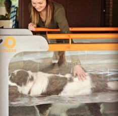 PAWS treatment options help maintain pet wellness